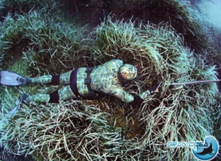 Camuflado en el fonde del mar